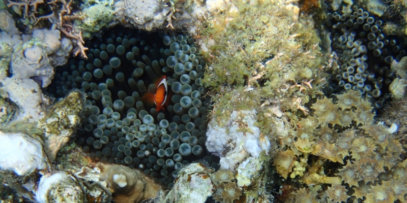 赤ちゃんとママの健康を守る|国産麹濃縮サプリ!【ママサポートイズミ】
情報サイト